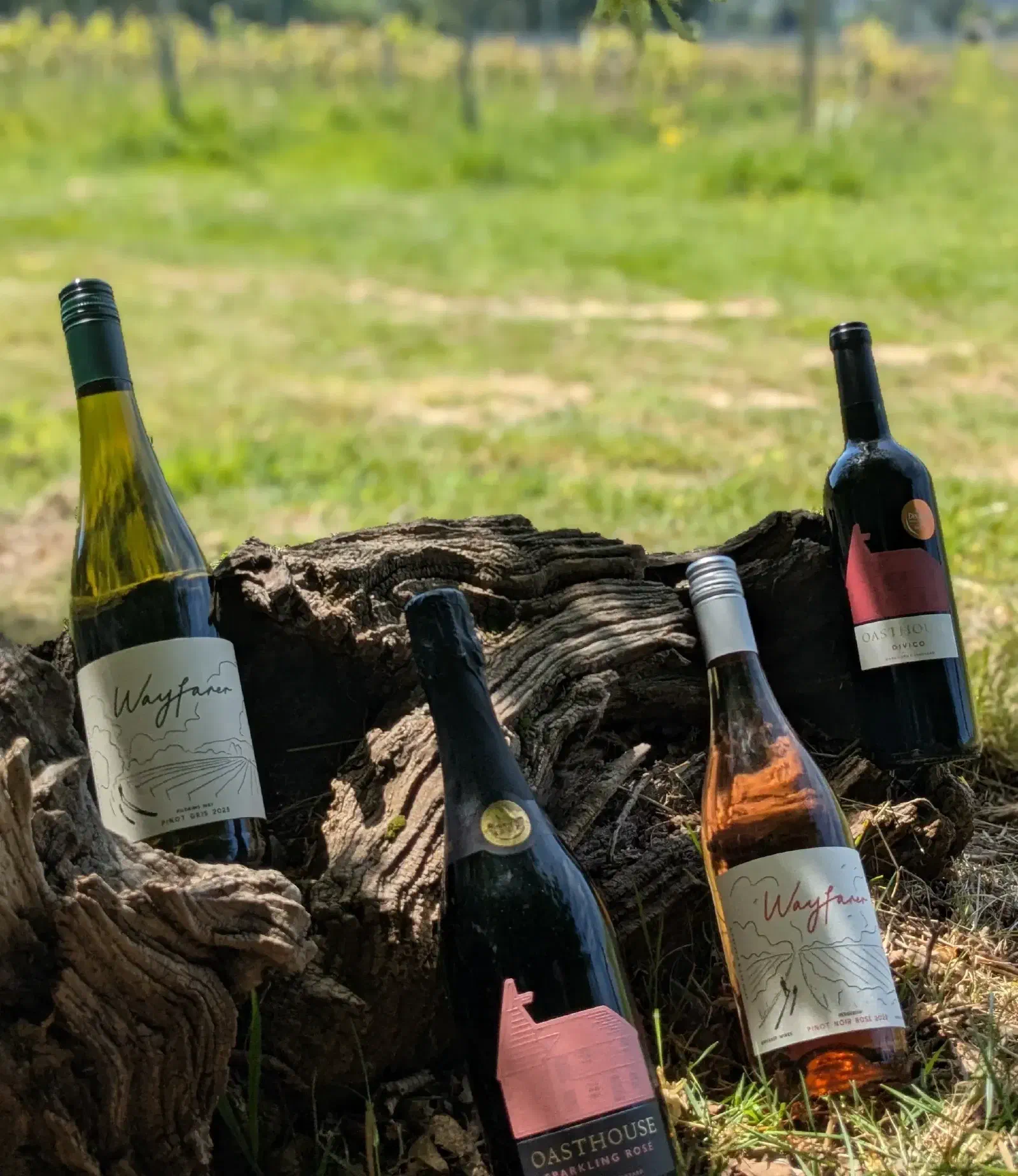 Wayfarer and Oasthouse wine bottles propped against an old vine stump in the grass