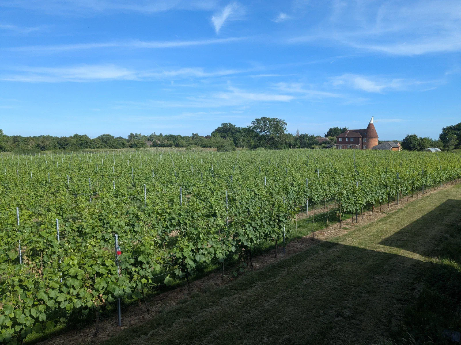Rows of vines in summer running towards an oast house under a blue sky