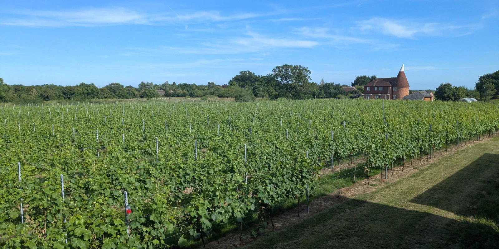 Rows of vines in summer running towards an oast house under a blue sky