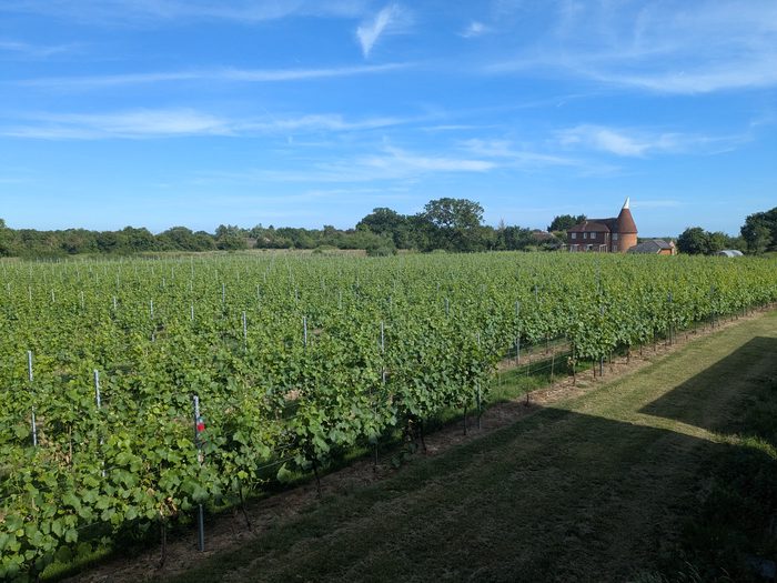 Warehorne summers day