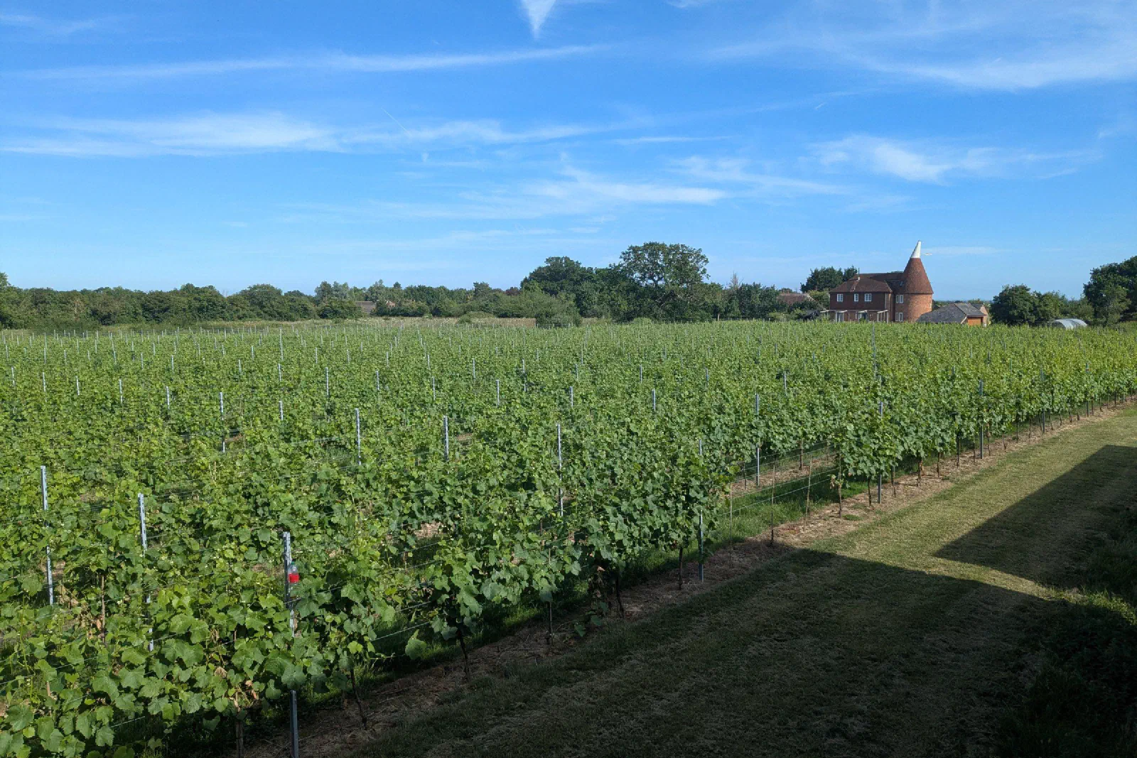 Rows of vines in summer running towards an oast house under a blue sky