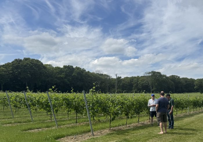 Guided tour of the vines
