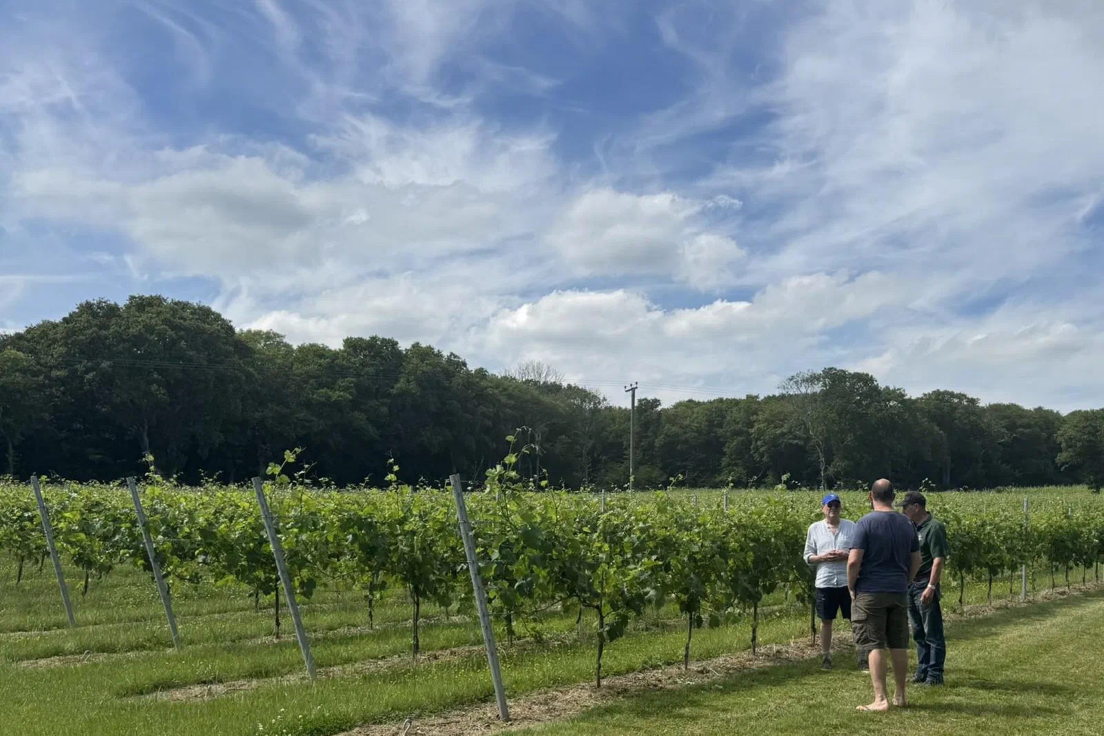 Guests standing between the vines at Warehorne listening to their guide
