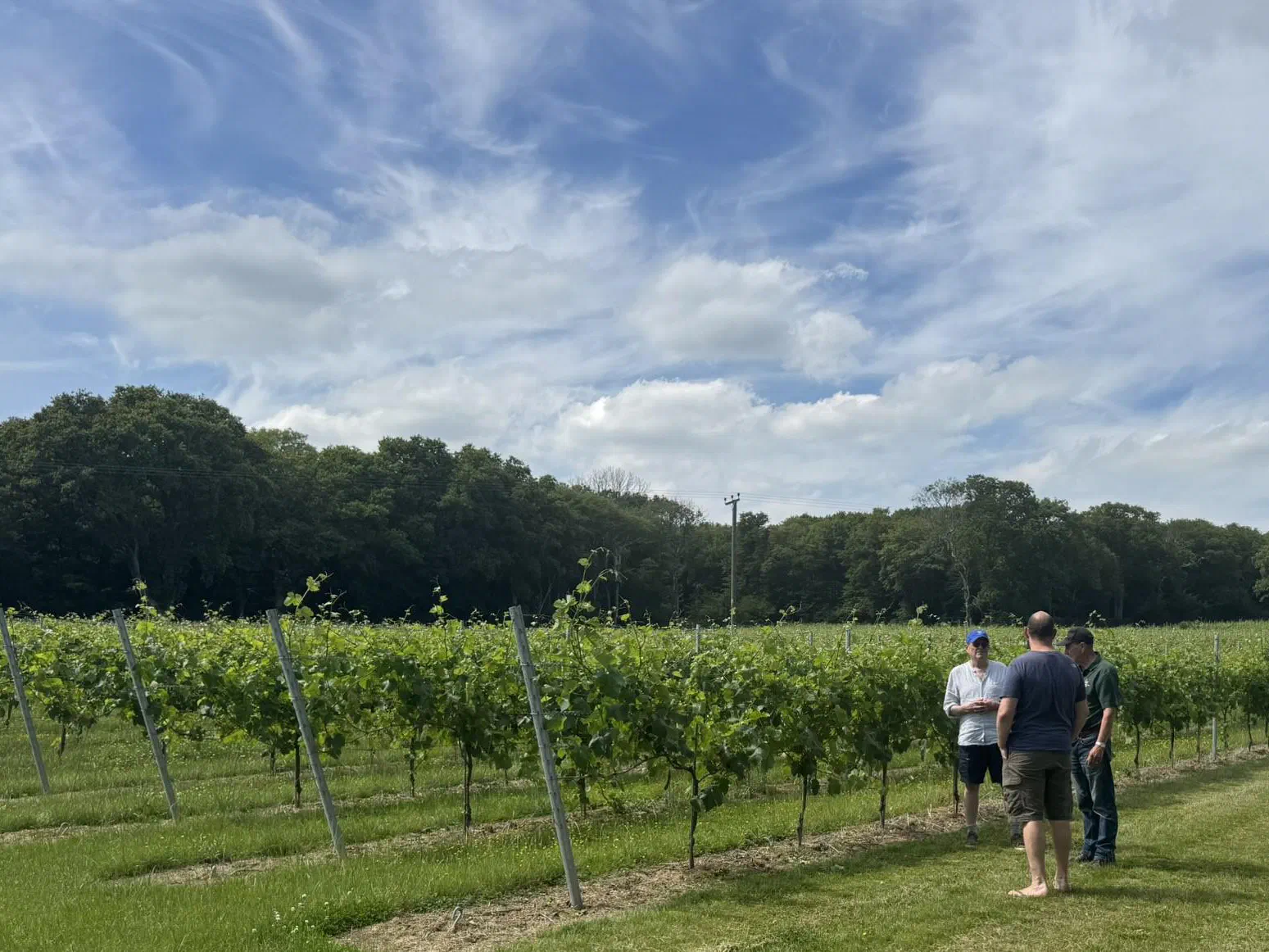 Guests standing between the vines at Warehorne listening to their guide