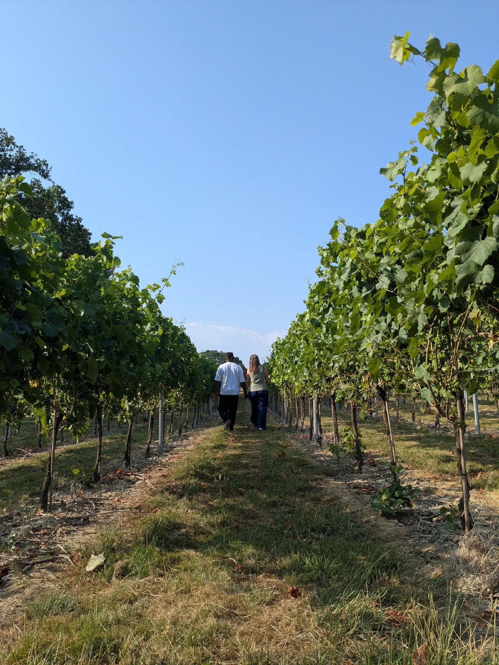 Two guests walking between tall rows of vines at Warehorne