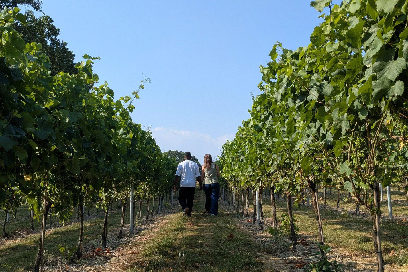 Two guests walking between tall rows of vines at Warehorne