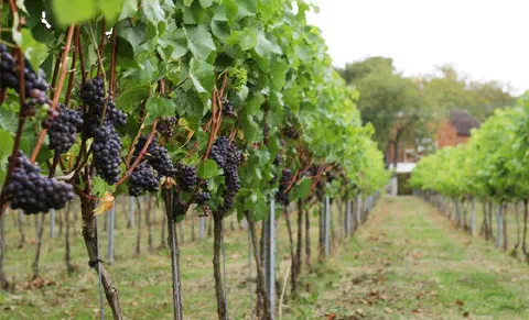 Bunches of black grapes hanging under the leaves before harvest