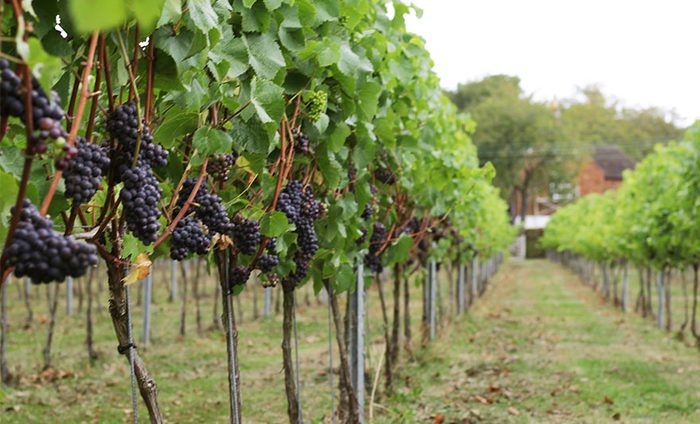 Harvest Canopy