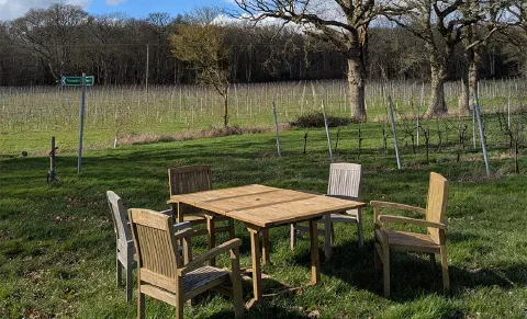 A wooden table and four chairs set out on the grass beside the vines