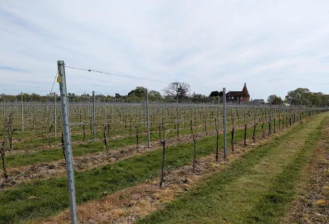Bare vines in winter with an oast house on the horizon